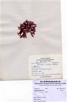 藏品(角叉菜)的圖片